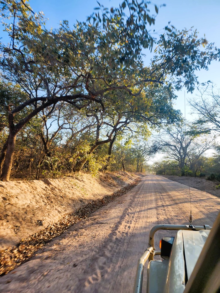 Safari road through Tarangire woodland in Tanzania